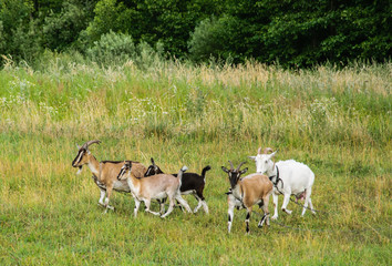 White goat and young goat graze in a meadow on a leash.