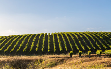 Rows of lush vineyards on a hillside, Napa Valley, California © Toms