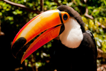 Tucano