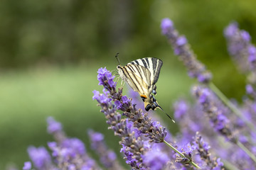 Papillon (Le Flambé) butinant des fleurs de lavande