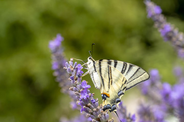 Papillon (Le Flambé) butinant des fleurs de lavande