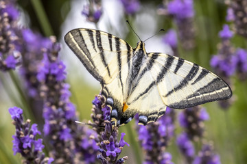 Papillon (Le Flambé) butinant des fleurs de lavande