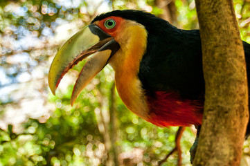 Tucano