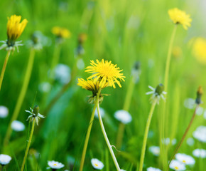 Sowthistle flowers on a meadow, shallow depth of field. Herbaceous, herb.