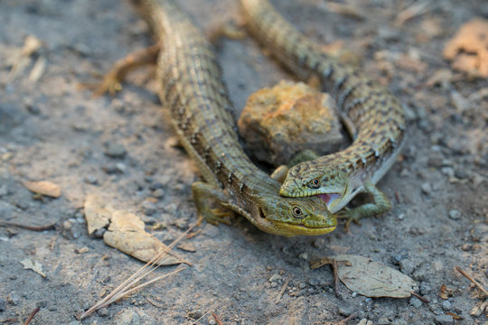 Alligator lizard pair closeup biting, California or Southern alligator lizards mating behavior, fighting behavior 
