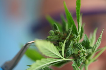 laboratory medical cannabis