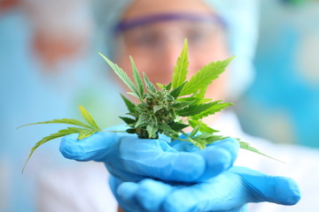 laboratory medical cannabis