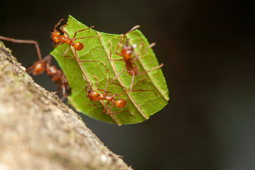 Leaf Cutter Ants