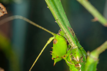 Stick Insect