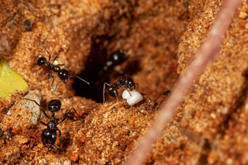Ant hole