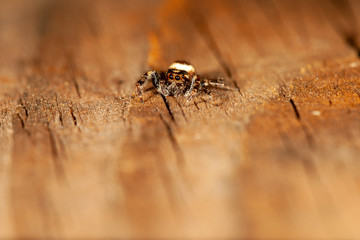 Jumping Spider
