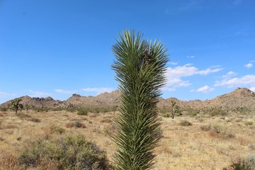 Juvenile plant commonly known as Joshua Tree, botanically as Yucca Brevifolia, in namesake National Park. Differences from adults include green spikey foliage throughout and small terminal arms.