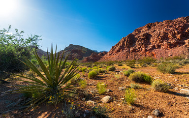 View of rock formations and flora in Red Rock Canyon National Recreation Area