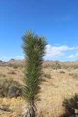 Juvenile plant commonly known as Joshua Tree, botanically as Yucca Brevifolia, in namesake National Park. Differences from adults include green spikey foliage throughout and small terminal arms.