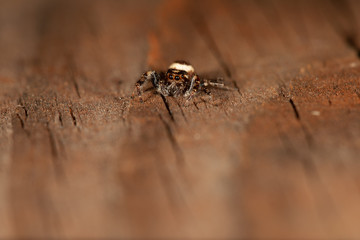 Jumping Spider