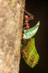 Leaf Cutter Ants