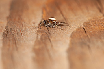 Jumping Spider