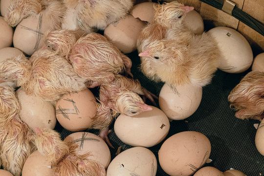 Newborn chicks and chicken eggs in farm incubator