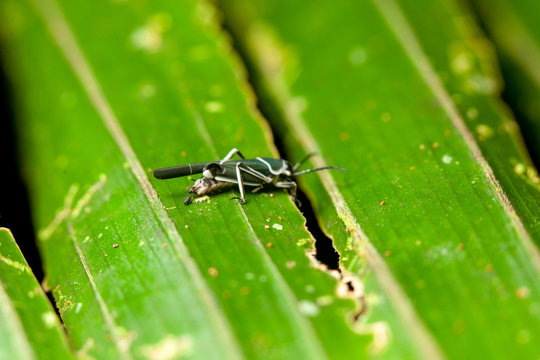 Grasshopper Laying Eggs