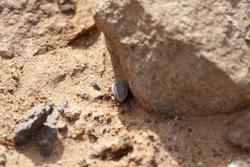 Beetle seeking shade in the Egyptian desert