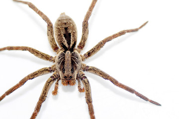 Aranha 