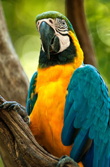 Arara Canindé