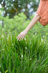 Woman's hand touching some flowers in the field.