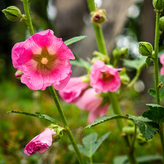 Pink mallow flower in the garden close-up