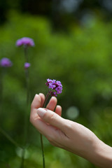 Fototapeta na wymiar Woman's hand touching some flowers in the field.