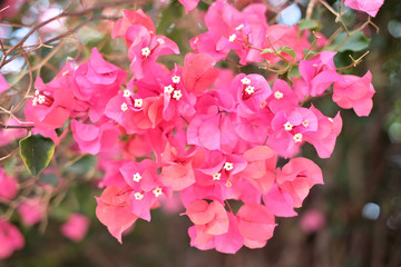 Lush fresh saturated bougainvillea flowers on dark background.