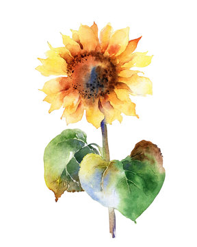 Watercolor sunflower isolated on white background