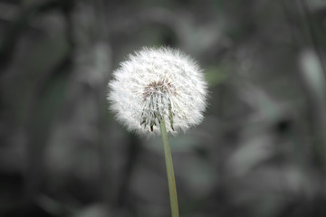 dandelion on green background