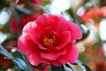 Bright Pink Camellia