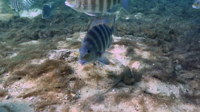 A large school of Sheepshead fish (Archosargus probatocephalus) moves through a Florida spring searching for food. These fish eat crabs and crustaceans, which are hidden by algae overgrowth.