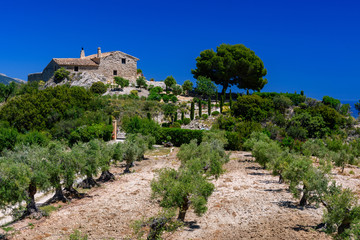 Domek na wzgórzu z gajem oliwnym © TOP67