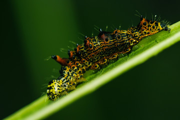 lagarta