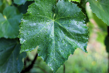 Vineyard after the rain. Close up grape leaves with water drops