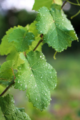Vineyard after the rain. Close up grape leaves with water drops