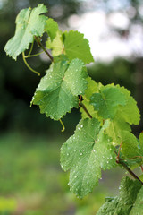 Vineyard after the rain. Close up grape leaves with water drops