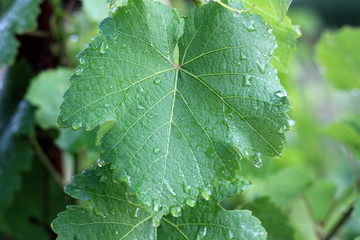 Vineyard after the rain. Close up grape leaves with water drops