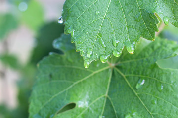 Vineyard after the rain. Close up grape leaves with water drops