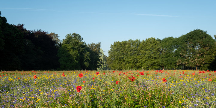 Colourful wild flowers, photographed during the July 2019 heatwave in Gunnersbury Park, London UK. 