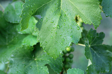 Vineyard after the rain. Close up grape leaves with water drops
