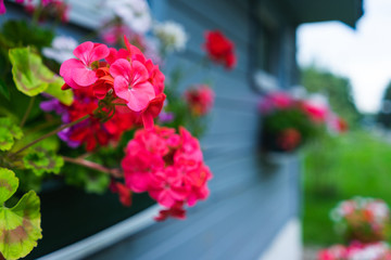 Fototapeta na wymiar Small rustic wooden house blue board potted flowers garden outdoor recreation. 