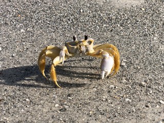 crab on the beach