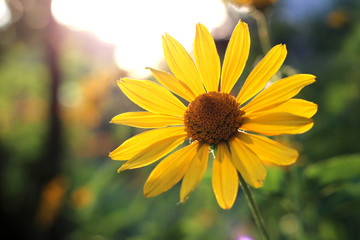 orange-yellow flowers at sunset. Similar to daisy flowers on a blurred background with bokeh.