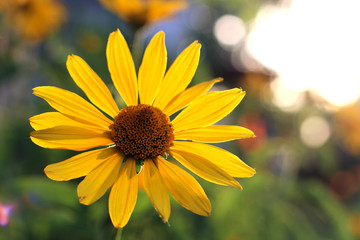Obraz premium orange-yellow flowers at sunset. Similar to daisy flowers on a blurred background with bokeh.