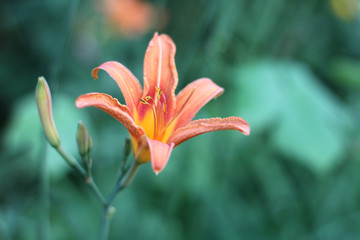 Orange-yellow lilies on a green blurred background. Beautiful blooming flowers close up on the Sunset