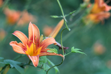 Orange-yellow lilies on a green blurred background. Beautiful blooming flowers close upOrange-yellow lilies on a green blurred background. Beautiful blooming flowers close up on the Sunset