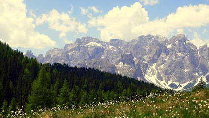 schöne Landschaft in den Dolomiten mit Bergen, Wald und Wiese mit Wollgras